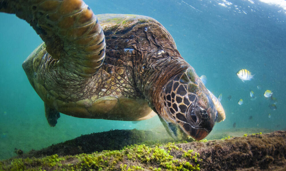 Galápagos green turtle (Chelonia mydas agassizii) feeding near Los Túneles, Isabela Island, Galapagos, Ecuador
