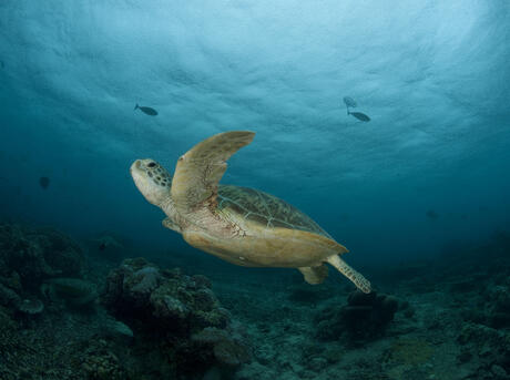 Photos & Videos | WWF