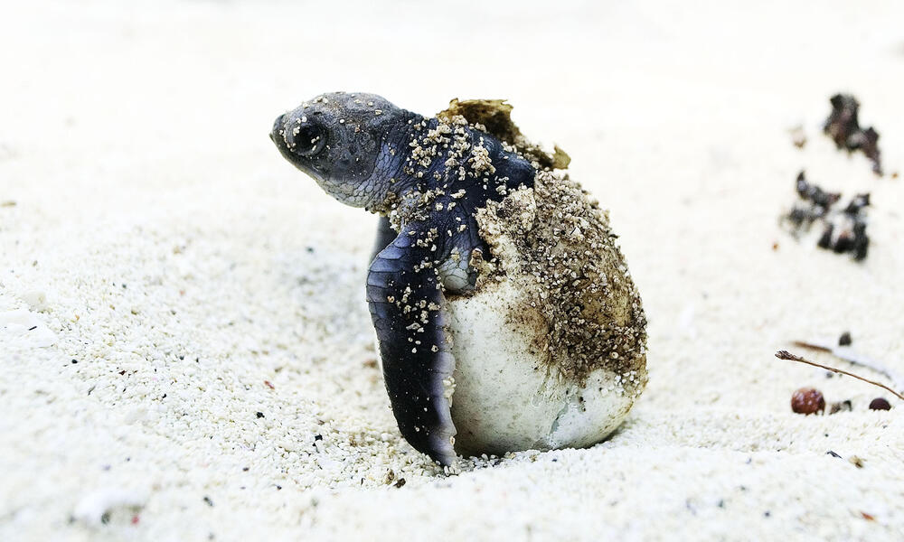 green sea turtle eggs hatching