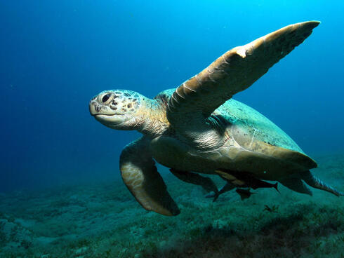 Green turtle (Chelonia mydas). Abu Dabab, Egypt.