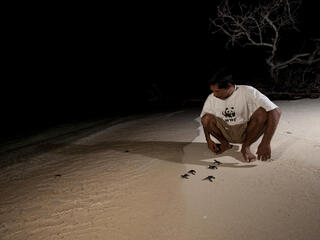 Green Turtle release in Indonesia