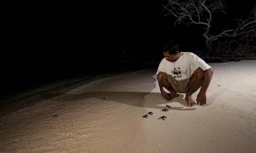 Green Turtle release in Indonesia