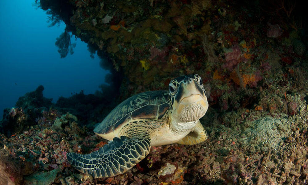 Green Turtle