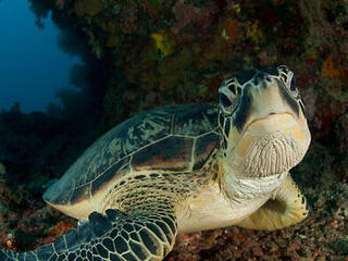 Green Turtle