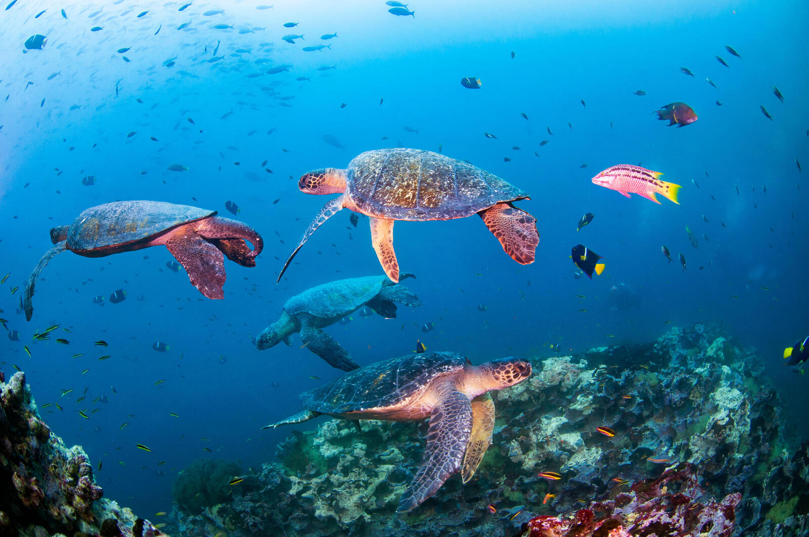 Four sea turtles swim around a coral reef in the Galapagos