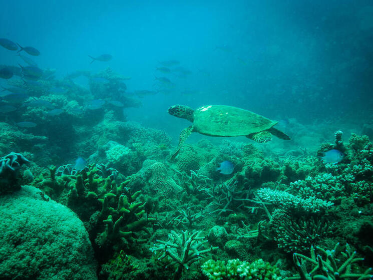 Green turtle swimming through corals and reef fish, Andilana, Nosy Hara Marine Park, Madagascar.