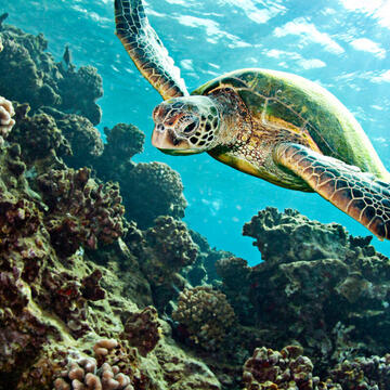 Green turtle swimming over coral