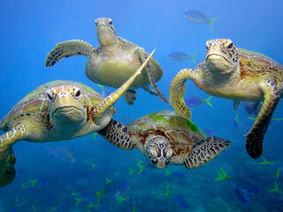 Green turtles in the ocean.