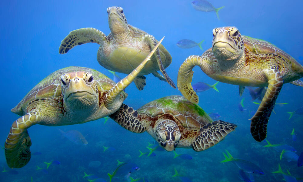Green turtles in the ocean.