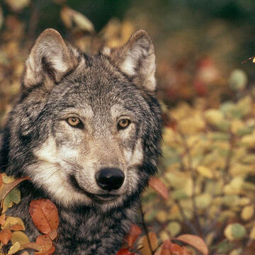 Grey wolf