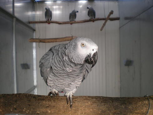 Grey parrot at a rehabilitation center in Italy.