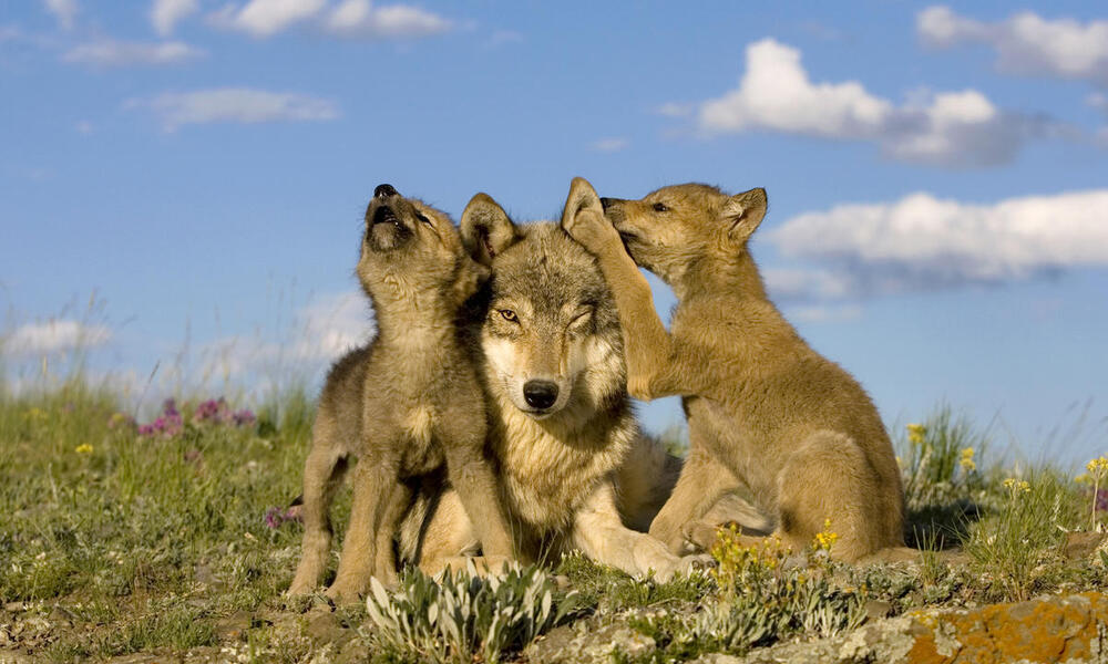 Grey wolf (Canis lupus)  female and two wolf puppies