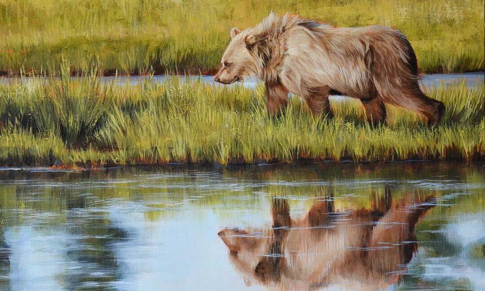 A grizzly bear looking for food