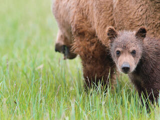 grizzly cub