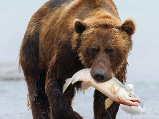 grizzly catches fish