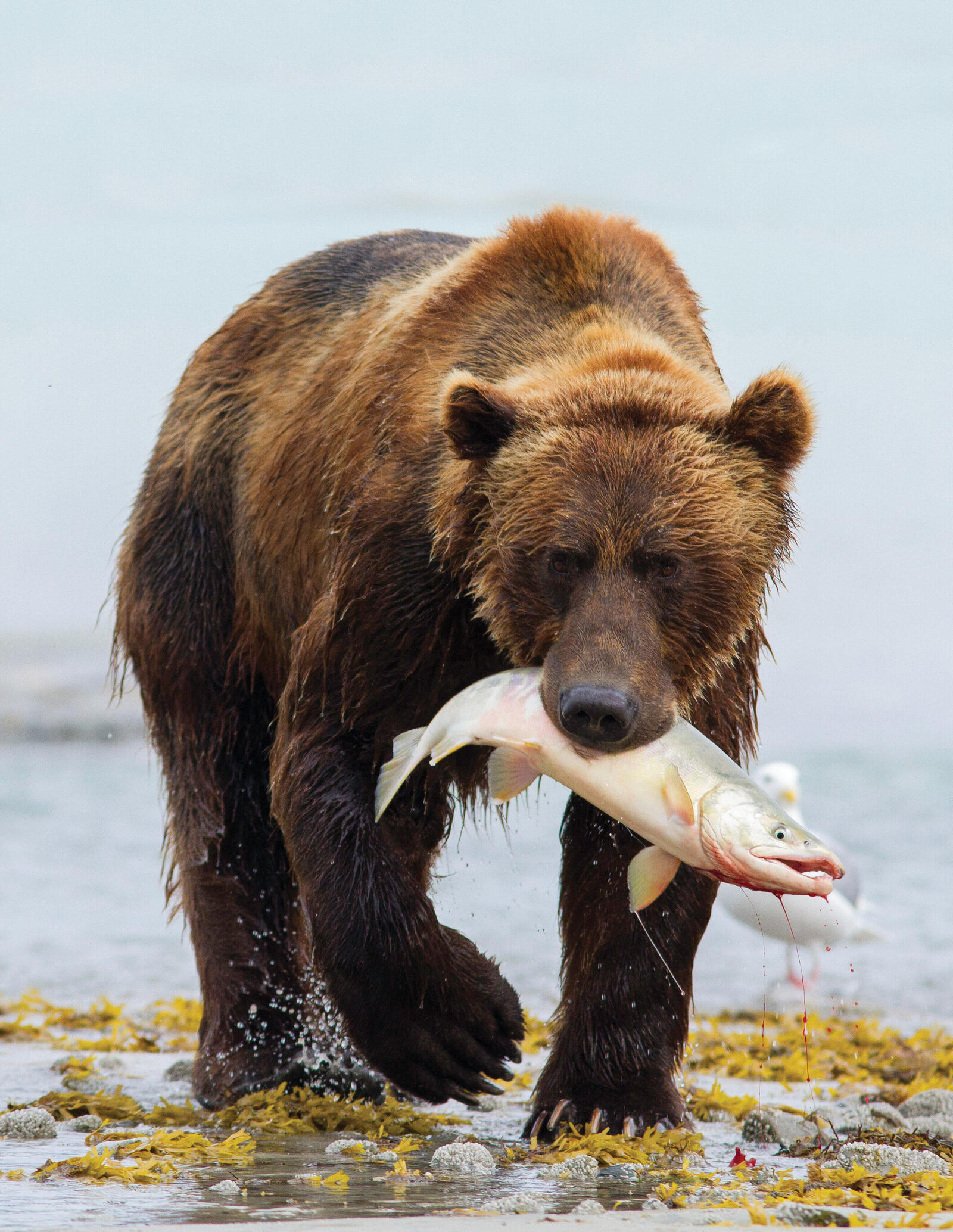 grizzly catches fish