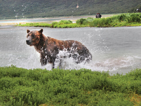 grizzly splash