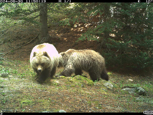 Bear captured by camera trap