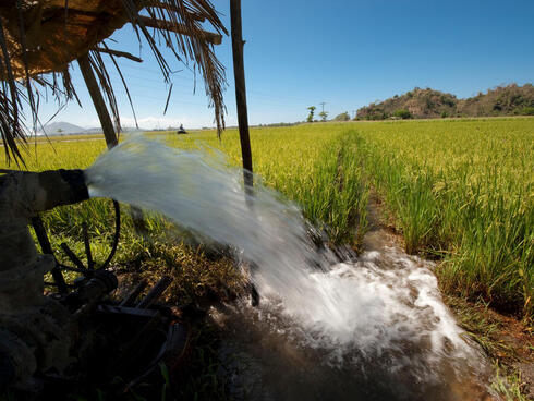 Water bursts out of a pipe, into a rice field.