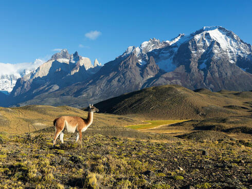 A guanaco stands on a green hillside with large, snow covered mountains rising up against a blue sky in the background