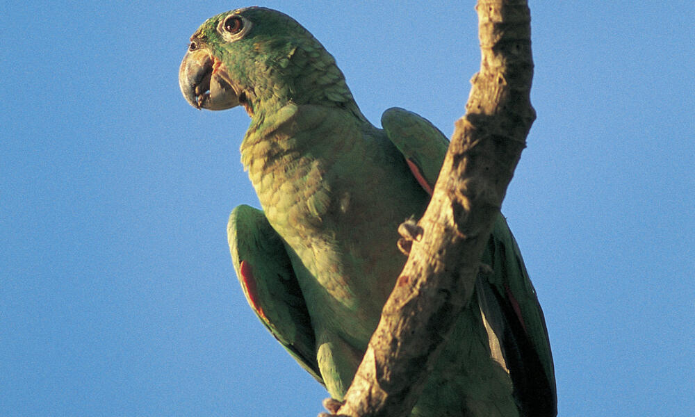 Parrots and Other Exotic Birds | Pages | WWF