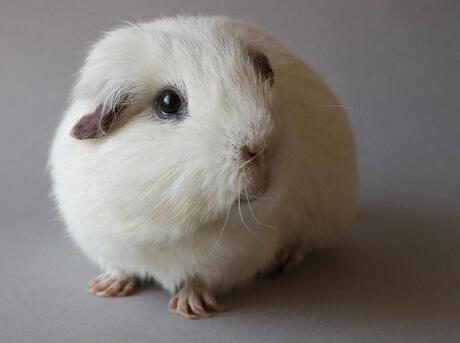 A white guinea pig