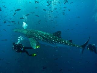 Gulf of California Whale Shark monitor