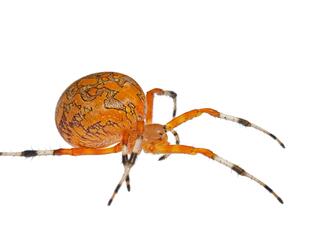 HALLOWEEN SPIDER