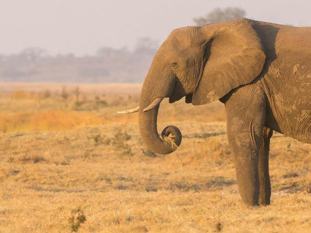 HAT-Safari - WWF Nature Store