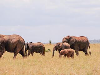 African Elephants Walking