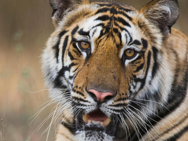 verbo Umeki China Dónde y cómo viven los tigres | Historias | Descubre WWF