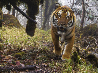 A tiger walking in Bhutan. 