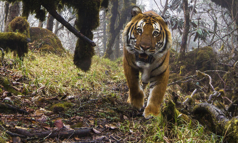 Climate change threatens wild tigers' habitat