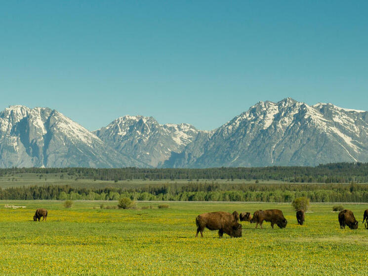 Bison in the Tetons