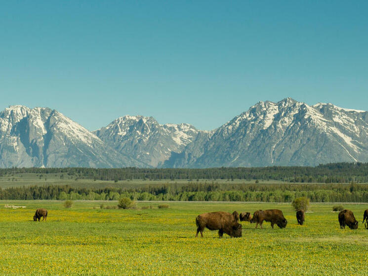 https://files.worldwildlife.org/wwfcmsprod/images/HERO_Bison_Plains_Grand_Teton/blog_show/4cg60xfaia_315981.jpg