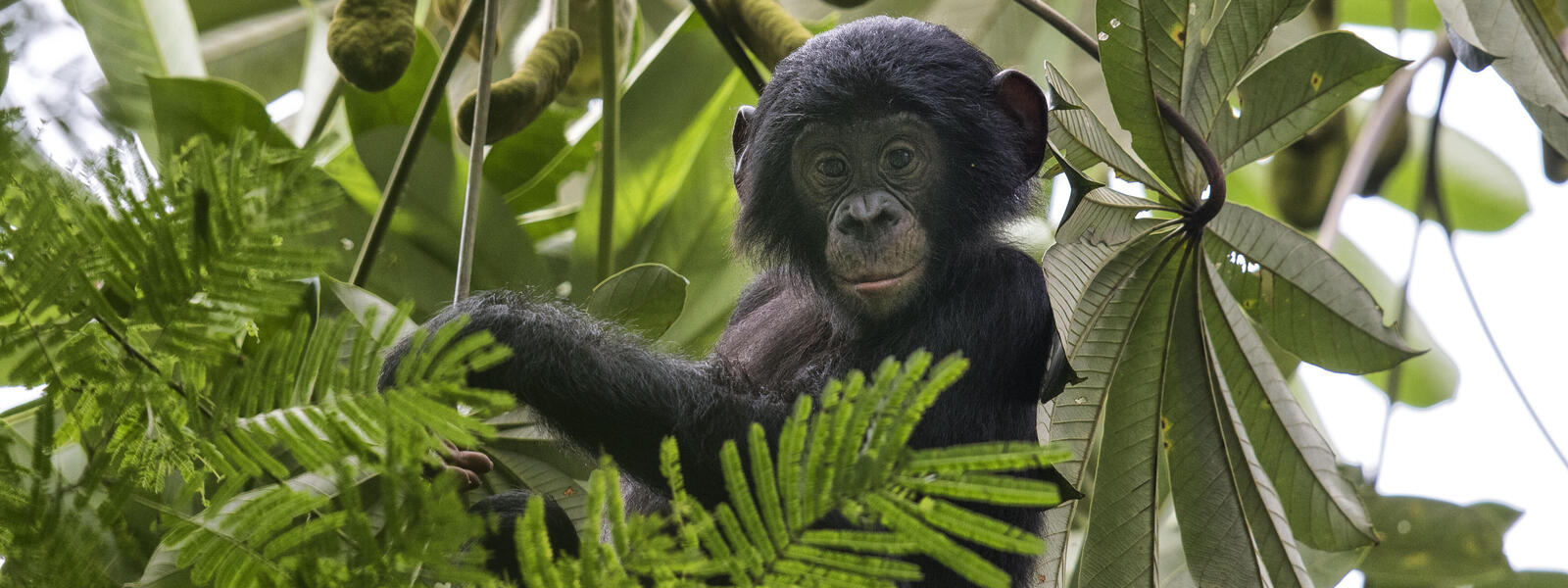 A bonobo sits in a treetop