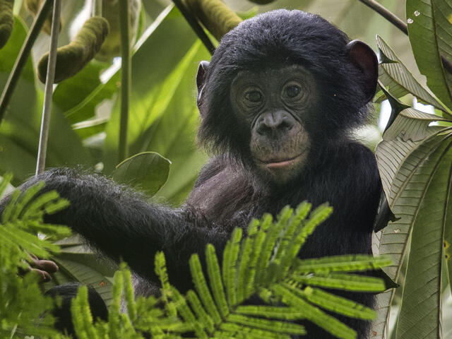 A bonobo sits in a treetop