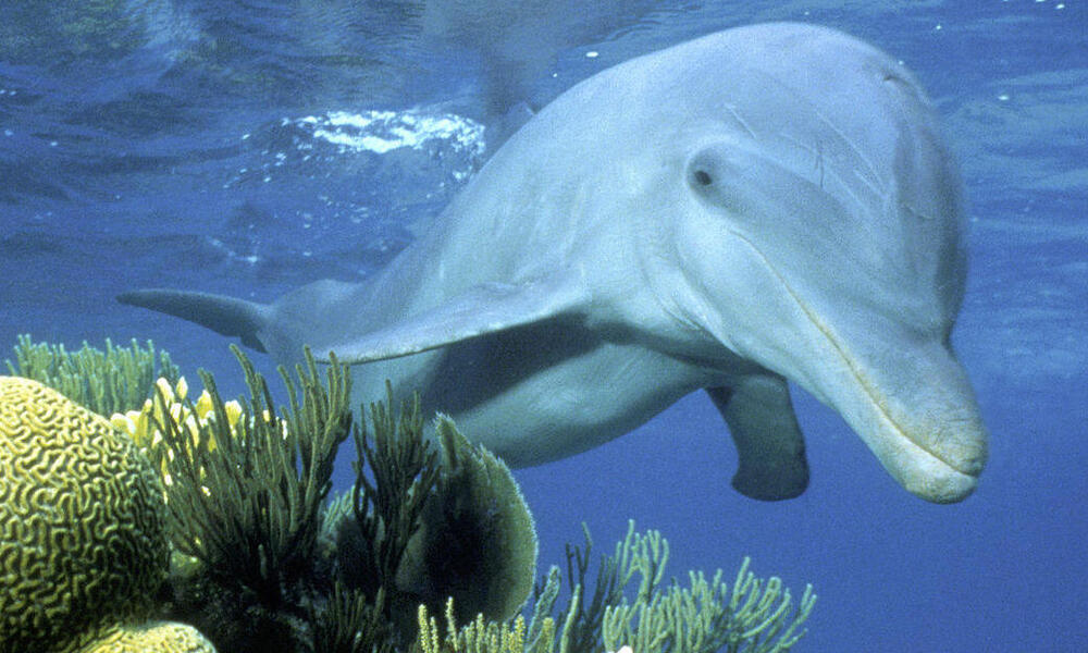 Common Bottlenose Dolphin, Species