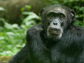 Chimpanzee sitting on forest floor in Uganda