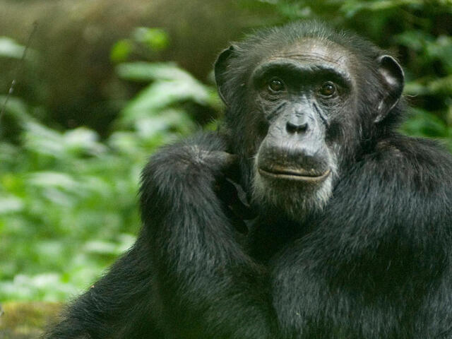 Chimpanzee sitting on forest floor in Uganda