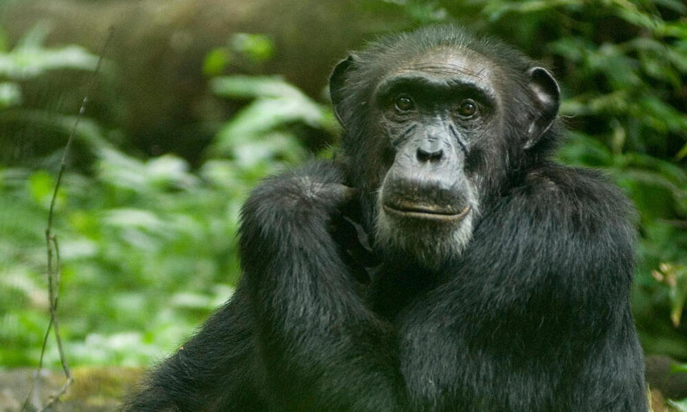 Chimpanzees Species WWF