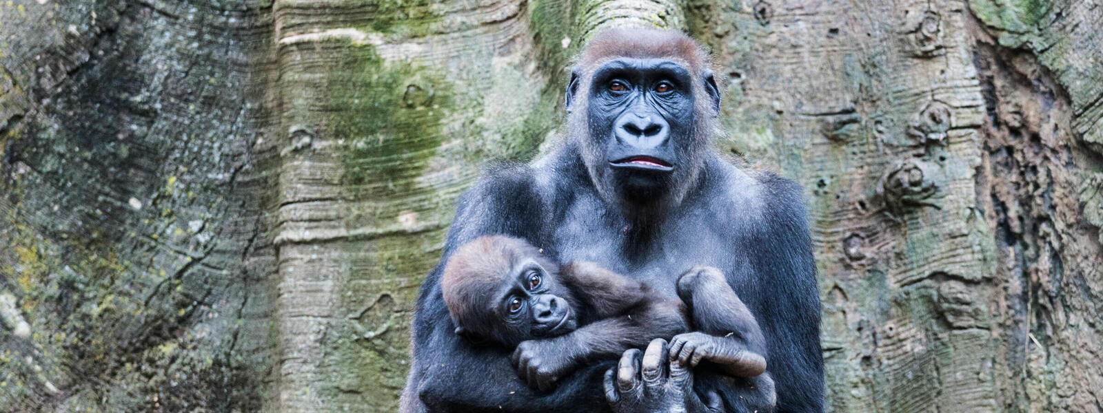 Cross river gorilla holding a baby
