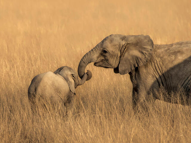 Elephant and calf in tall grasses