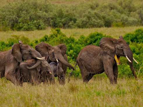 A recently GPS collared, matriarch African elephant stands with it's herd