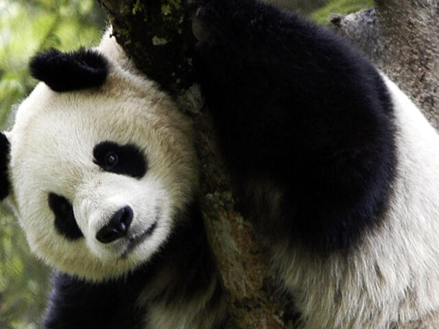 granja maldición Desaparecer Panda gigante | Historias | Descubre WWF