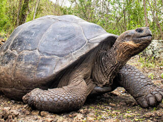 Giant tortoise at a reserve on Floreana Island, Galapagos, Ecuador