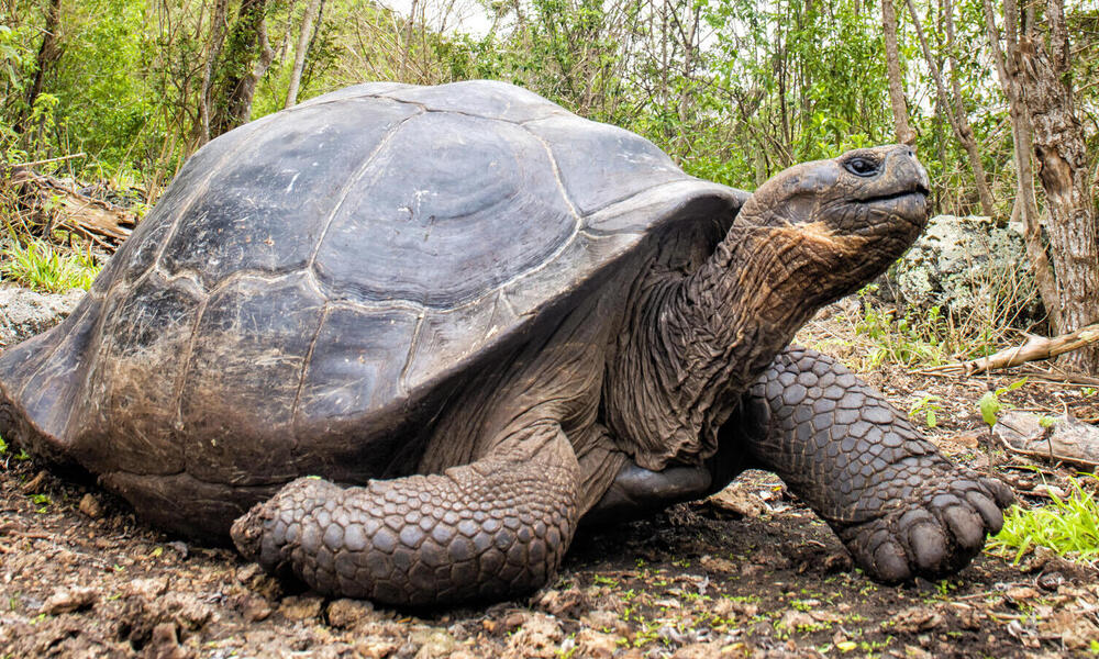 Giant Tortoise | Species | WWF