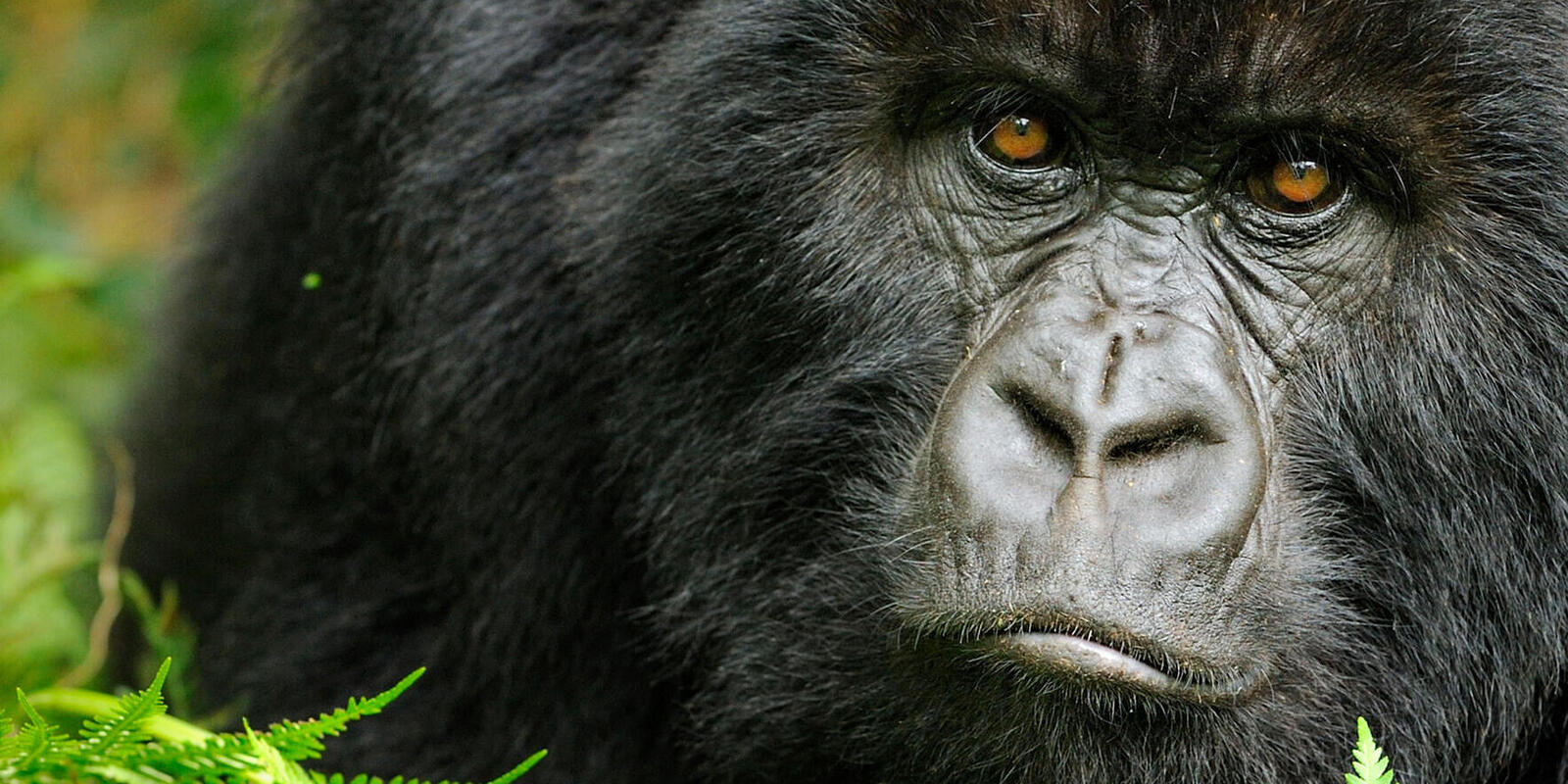 What do gorillas eat? And other gorilla facts | WWF