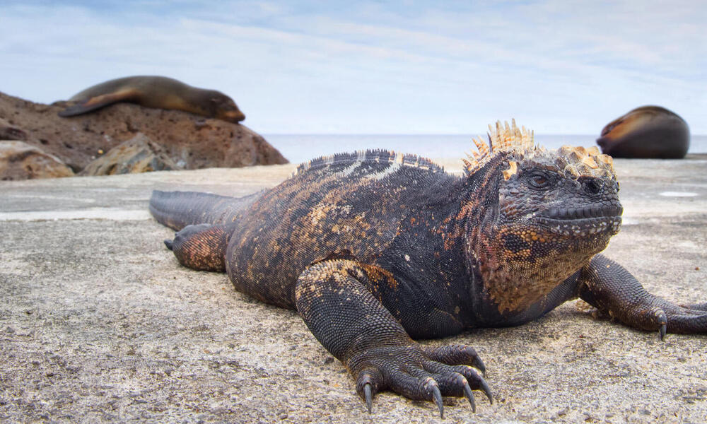 Marine Iguana Species WWF
