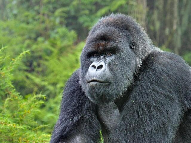 mountain gorilla fighting